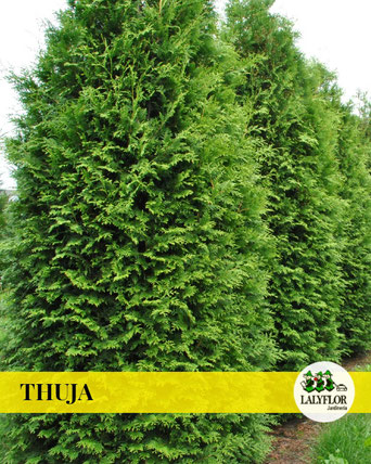 THUJA EN TENERIFE