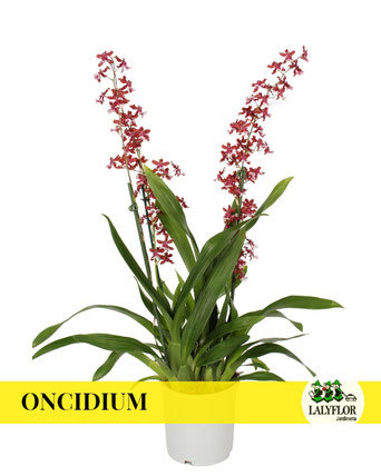 ONCIDIUM EN TENERIFE