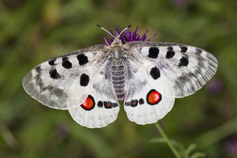 Apollofalter (Foto: Marcus Bosch - LBVBildarchiv)