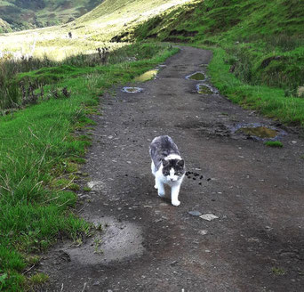 meine Lieblings-Katze,Talisker Bay