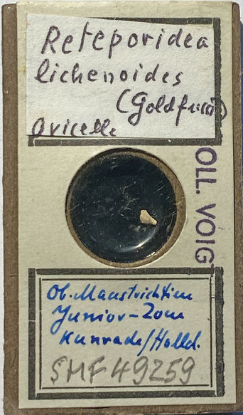 Senckenberg, Bryozoa, Bryozoen, Moostierchen, Sammlung Voigt