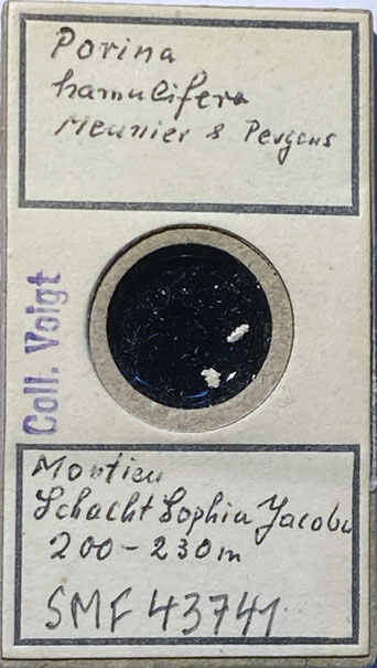 Senckenberg, Bryozoa, Bryozoen, Moostierchen, Sammlung Voigt