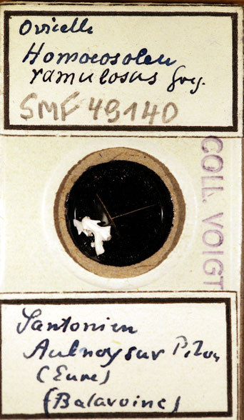 Senckenberg, Bryozoa, Bryozoen, Moostierchen, Sammlung Voigt