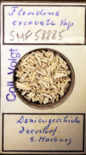 Senckenberg, Bryozoa, Bryozoen, Moostierchen, Sammlung Voigt