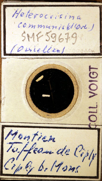 Senckenberg, Bryozoa, Bryozoen, Moostierchen, Sammlung Voigt