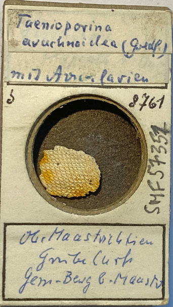 Senckenberg, Bryozoa, Bryozoen, Moostierchen, Sammlung Voigt