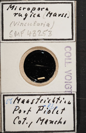 Senckenberg, Bryozoa, Bryozoen, Moostierchen, Sammlung Voigt