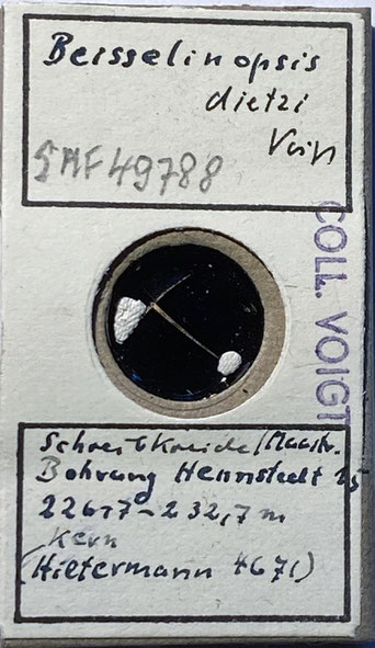 Senckenberg, Bryozoa, Bryozoen, Moostierchen, Sammlung Voigt