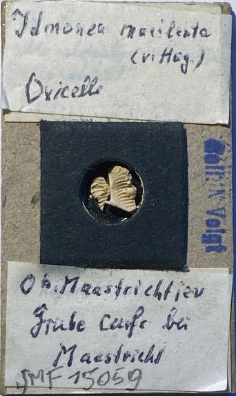 Senckenberg, Bryozoa, Bryozoen, Moostierchen, Sammlung Voigt