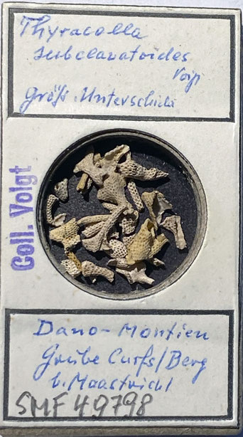 Senckenberg, Bryozoa, Bryozoen, Moostierchen, Sammlung Voigt