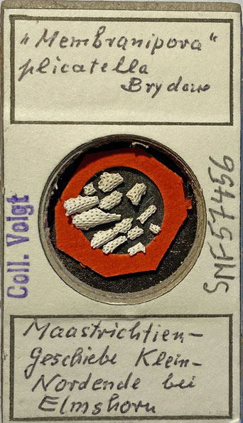 Senckenberg, Bryozoa, Bryozoen, Moostierchen, Sammlung Voigt