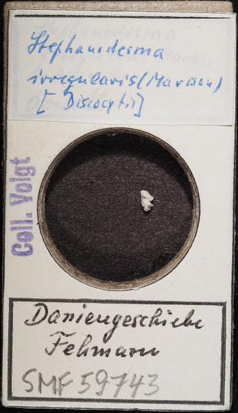 Senckenberg, Bryozoa, Bryozoen, Moostierchen, Sammlung Voigt