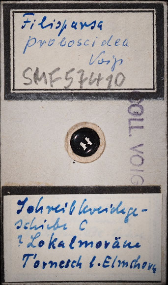 Senckenberg, Bryozoa, Bryozoen, Moostierchen, Sammlung Voigt