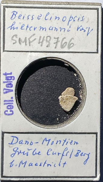 Senckenberg, Bryozoa, Bryozoen, Moostierchen, Sammlung Voigt
