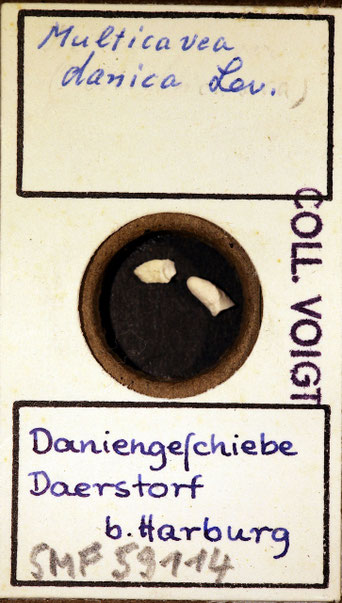 Senckenberg, Bryozoa, Bryozoen, Moostierchen, Sammlung Voigt