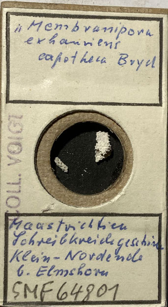 Senckenberg, Bryozoa, Bryozoen, Moostierchen, Sammlung Voigt