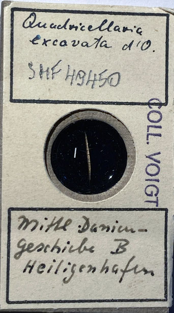 Senckenberg, Bryozoa, Bryozoen, Moostierchen, Sammlung Voigt