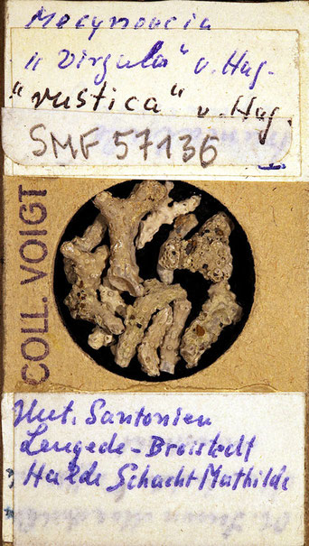 Senckenberg, Bryozoa, Bryozoen, Moostierchen, Sammlung Voigt