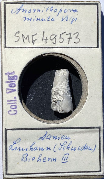 Senckenberg, Bryozoa, Bryozoen, Moostierchen, Sammlung Voigt