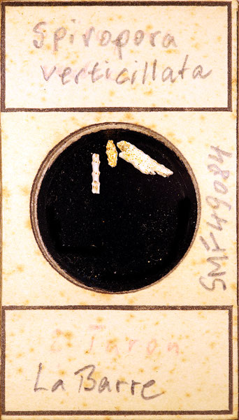 Senckenberg, Bryozoa, Bryozoen, Moostierchen, Sammlung Voigt