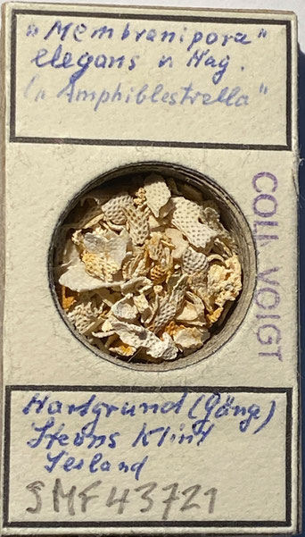 Senckenberg, Bryozoa, Bryozoen, Moostierchen, Sammlung Voigt