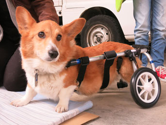 犬の車椅子　犬用車椅子　犬の車いす　犬用車いす　ドッグカート　歩行器　犬　車椅子　車いす　車イス