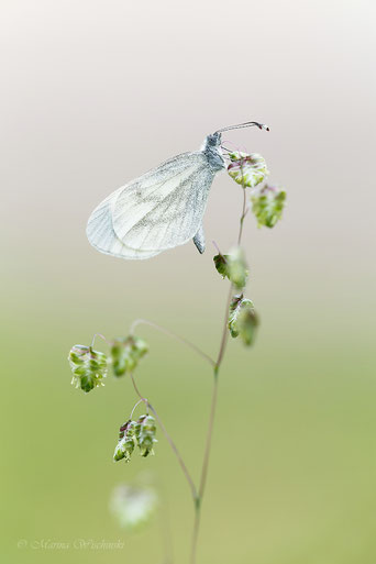 Tintenfleck-Weißling  (Leptidea sinapsis)