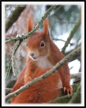 Eichhörnchen Schnee