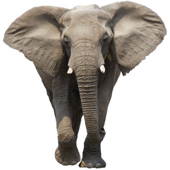image elephant d'afrique transparent sur fond blanc détouré pour illustration site web devoir ecole college