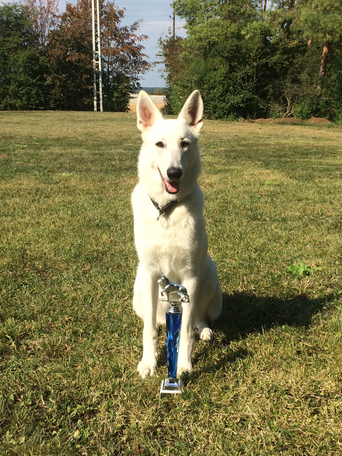 Zuchthündin Gracie Elayne of the White Heaven aus der Zuchtstätte White of the Arctic aus dem Erzgebirge/ Sachsen