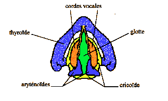 Ankylose des aryténoïdes ? Francis NYOCK, ostéopathe D.O. spécialiste de la voix ( à Lyon et à Albigny sur Sâone)