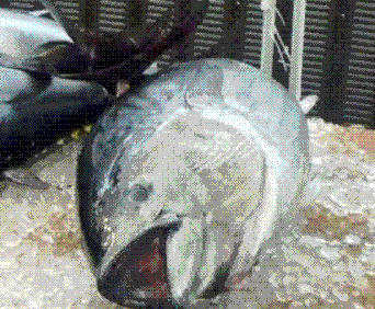 本鮪(Daimatsu suisan)