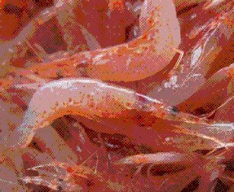生桜エビ(Marugen)