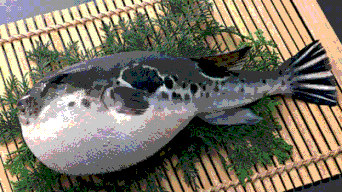 トラフグ(kyushu maruichi)