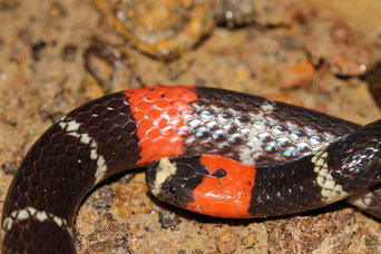 Micrurus lemniscatus, magnifique serpent-corail - (cliquer pour agrandir)