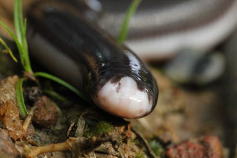 Amerotyphlops reticulatus, serpent aveugle - (cliquer pour agrandir)