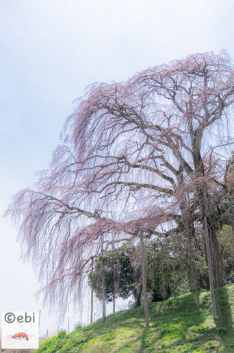 合戦場のしだれ桜