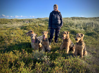 airedale vom dassendal Quirina