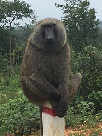 Бабуин в Африке