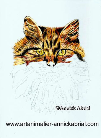 portrait aux pastels secs d'un chat, portrait aux pastels secs d'après photo, portrait animalier, portrait d'un chat