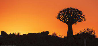 алоевый лес в Намибии