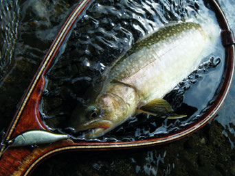 岩魚 Redeye 52R
