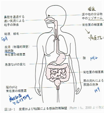 皮膚および粘膜による感染防御障壁