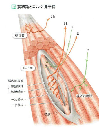 骨格筋の構造・機能と可塑性 原著第3版 理学療法のための筋機能