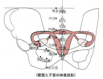 腹面と子宮の体表投影