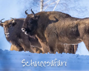 Foto: Angela Sessitsch