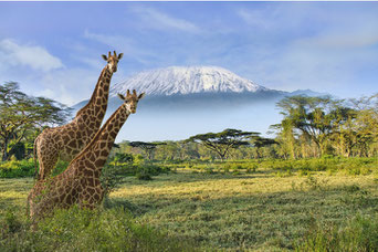 Foto: iStock
