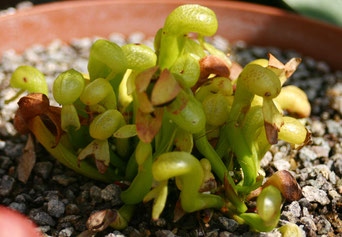 Darlingtonia in mineralischen Substrat mit Blüte