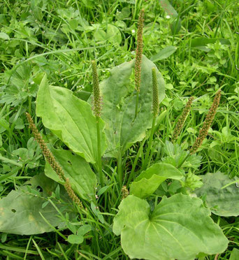 Plantain majeur description