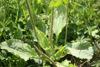Les Plantes dans tous les sens-plantain majeur